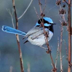 Meet your Posher, Trish